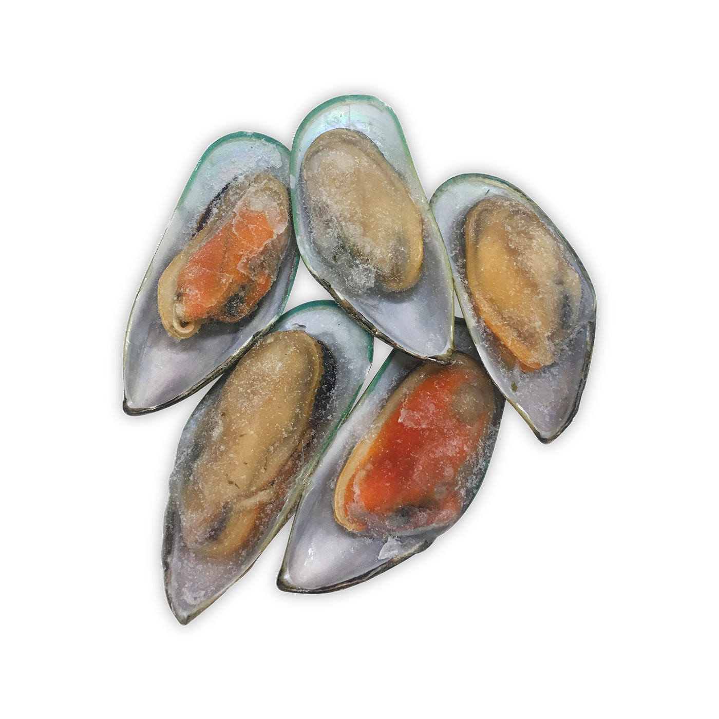 Green Lipped Mussels (450-500g)