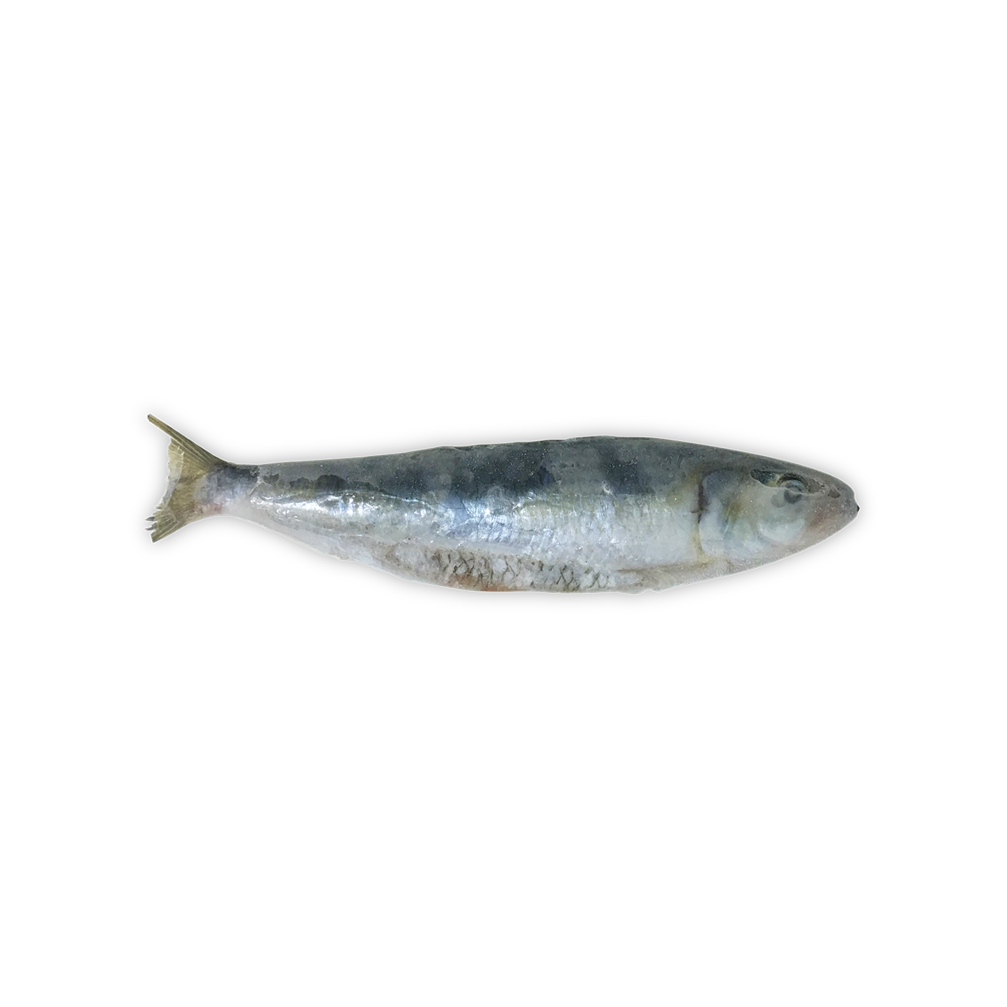 Wild Sardines (10 pcs)